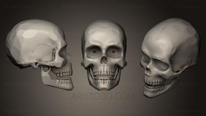 Anatomy of skeletons and skulls (ANTM_0183) 3D model for CNC machine